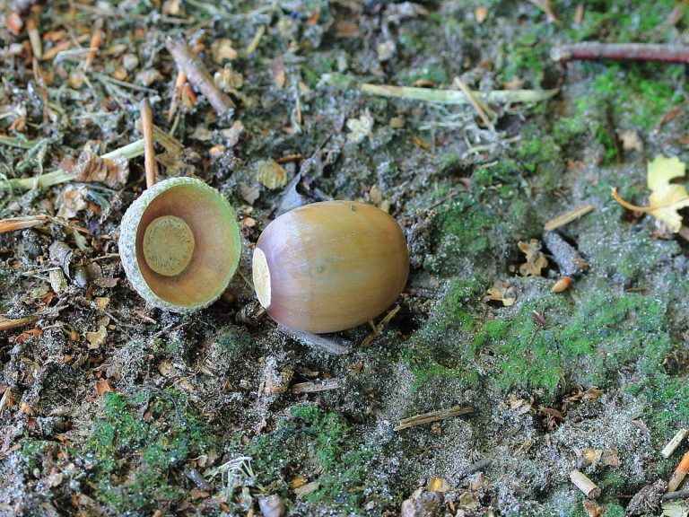 Veel Eikels En Beukennootjes Aan Bomen Op De Veluwe - Veluwe FM