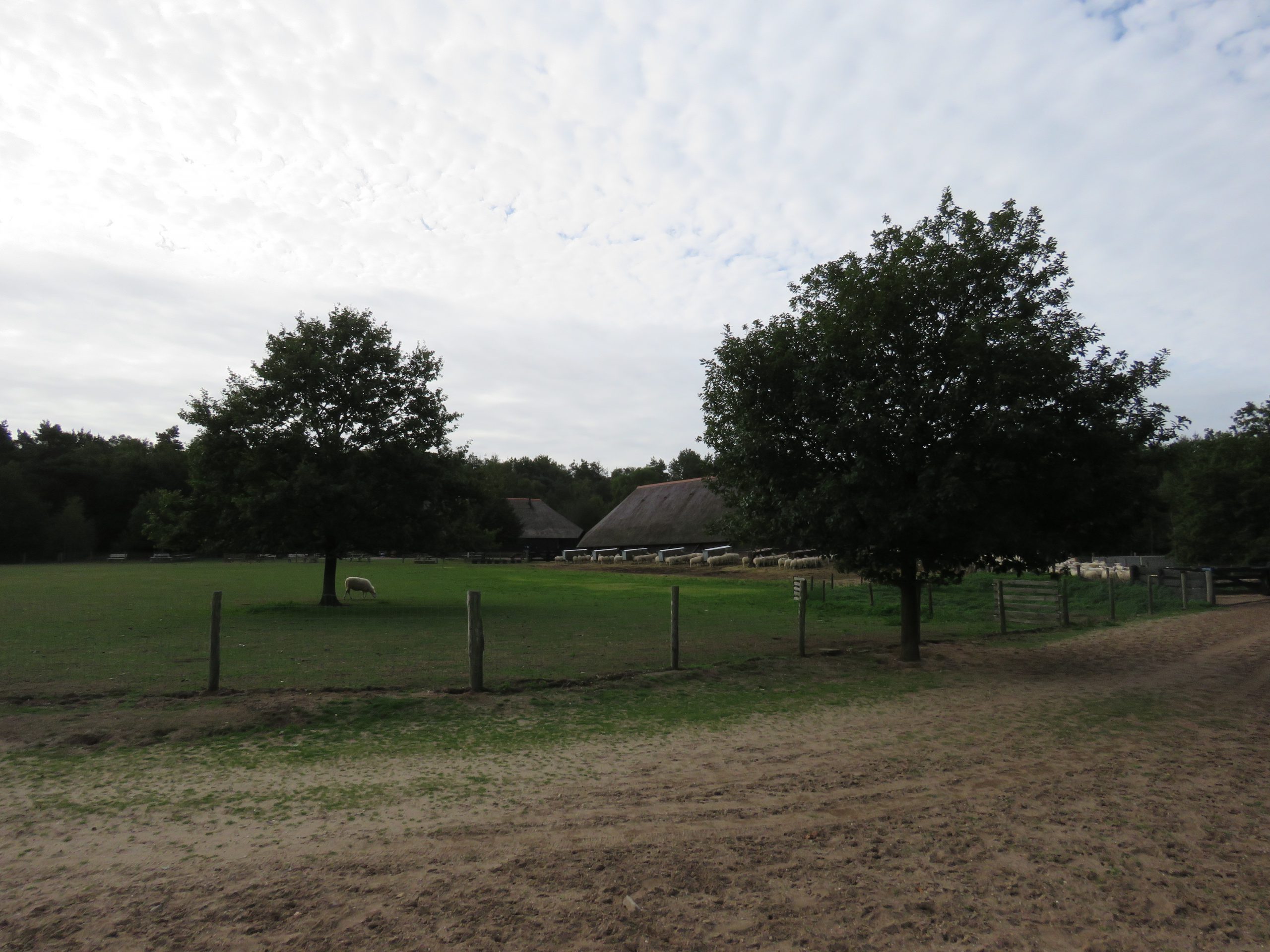 Wolprojectdag bij schaapskooi in Ermelo
