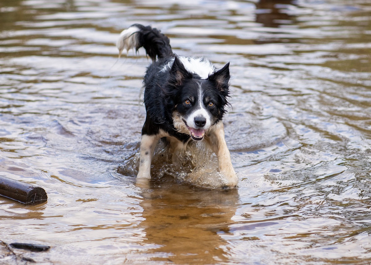 Honden tijdelijk niet welkom op heide bij Ermelo vanwege wolf